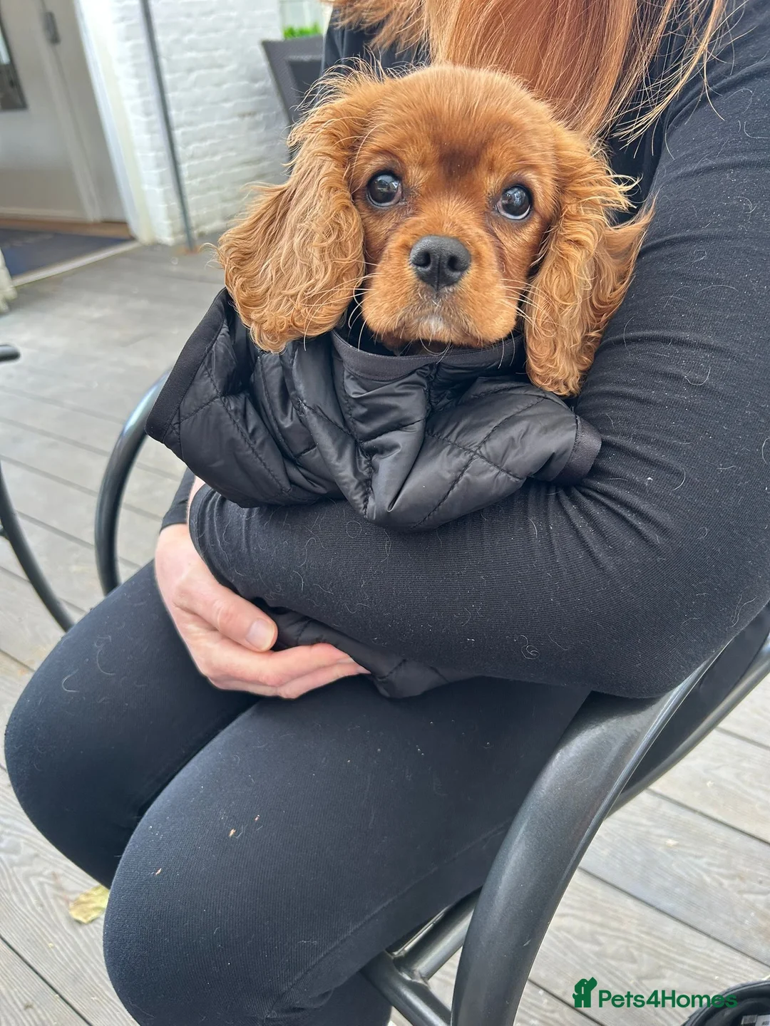 Cavalier King Charles Spaniel dogs for sale: Poppy KC registered cavalier King Charles  in Hitchin - Advert 2