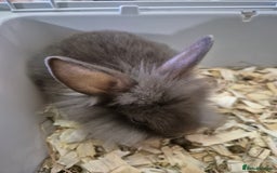Lionhead rabbits for sale: Lionhead x angora rabbits  - Advert 6