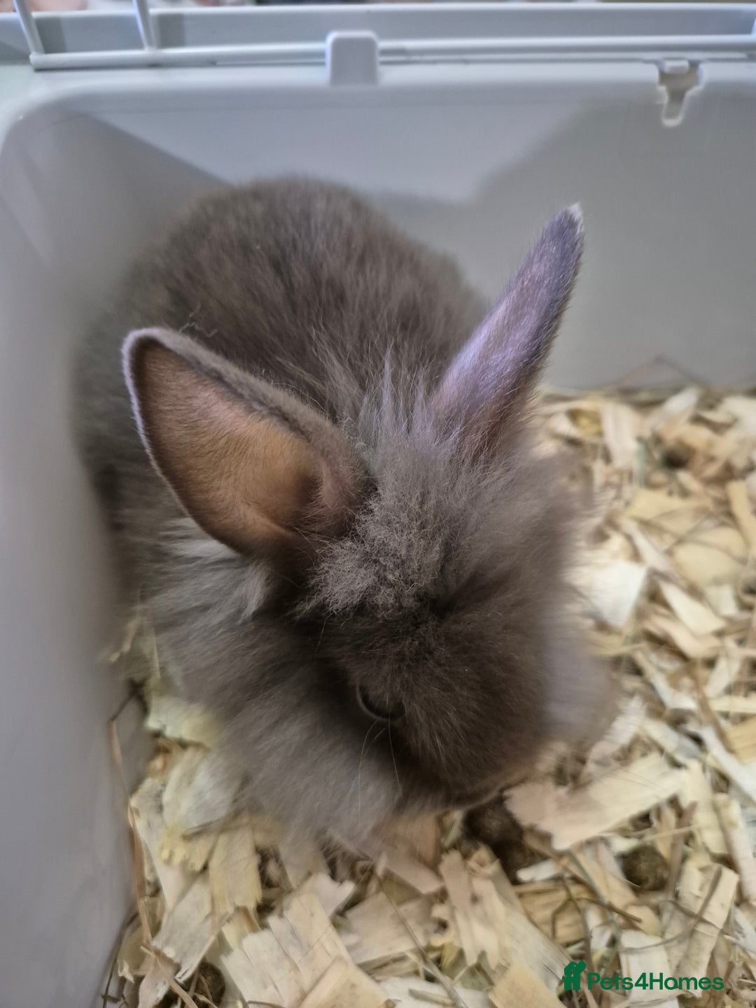 Lionhead rabbits for sale: Lionhead x angora rabbits  - Advert 6