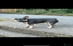 French Bulldog dogs for stud: JIM BOY is for stud DWKC registered no AI in West Molesey - Image 5