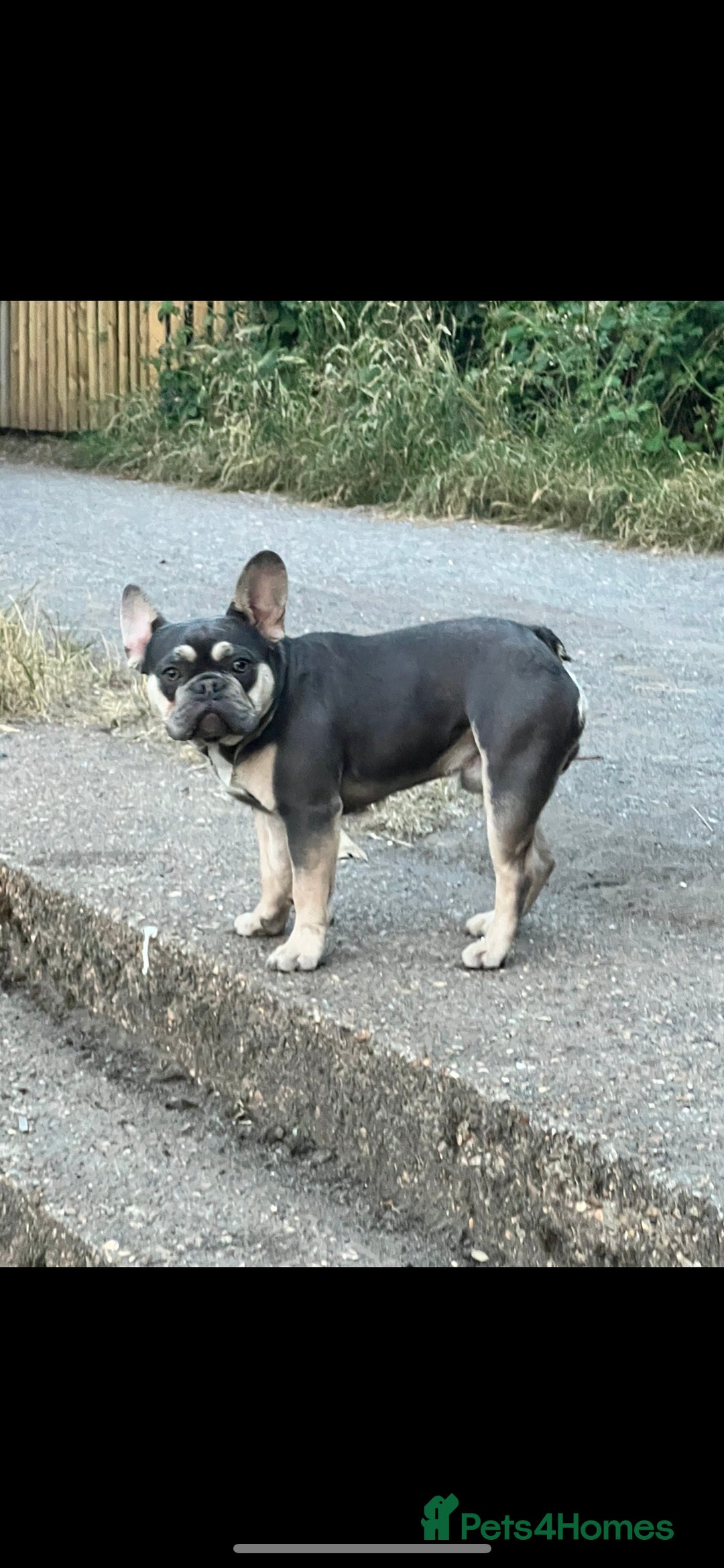 French Bulldog dogs for stud: JIM BOY is for stud DWKC registered no AI in West Molesey - Image 5