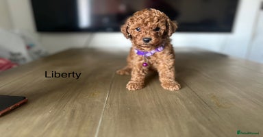Cockapoo dogs - Advert 5