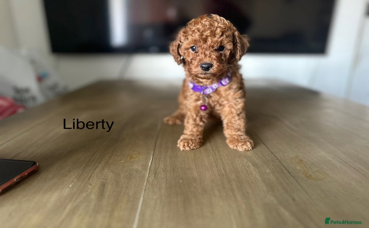 Cockapoo dogs - Advert 16