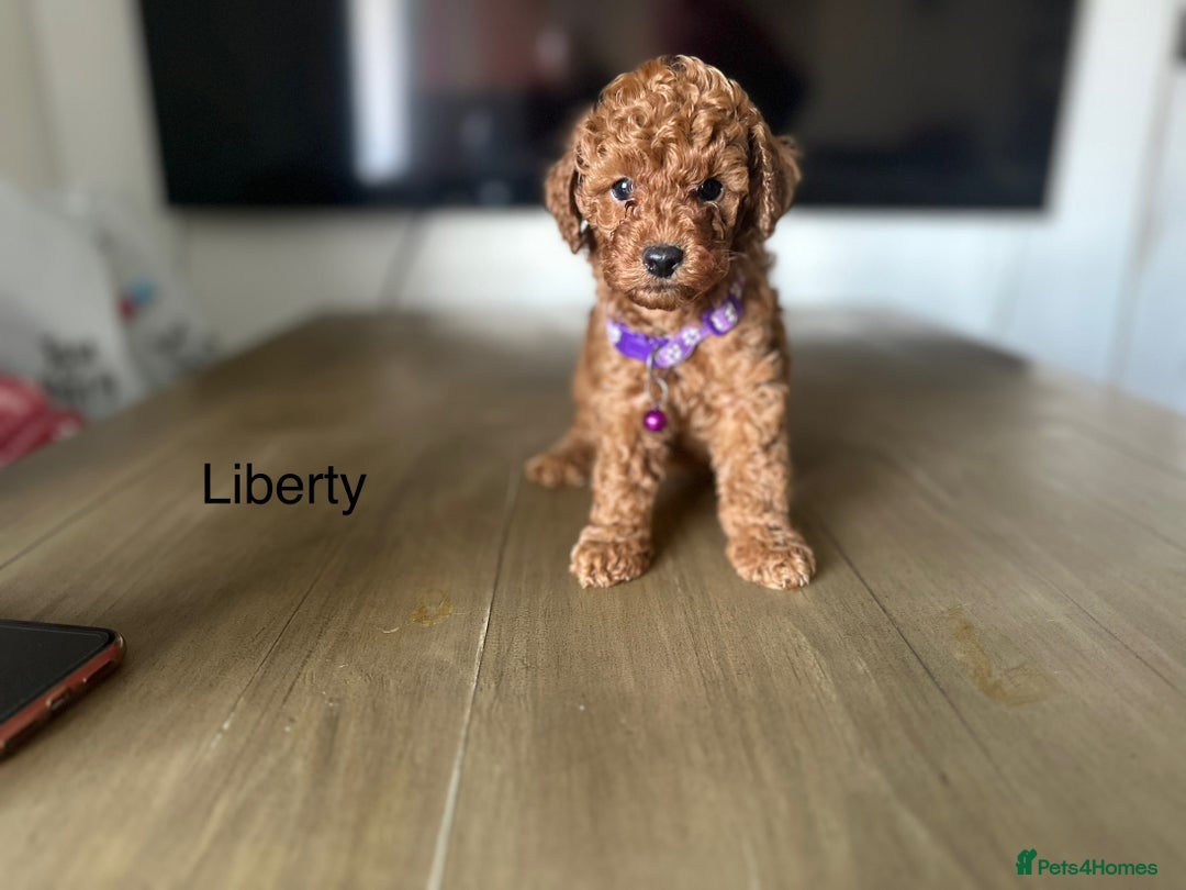 Cockapoo dogs for sale:  Perfect Cockapoo Puppies  🐶  - Image 19