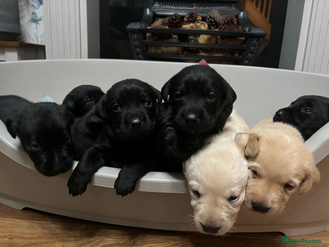 Labrador Retriever dogs for sale: 9 Beautiful Labrador Puppies For Sale  - Image 4