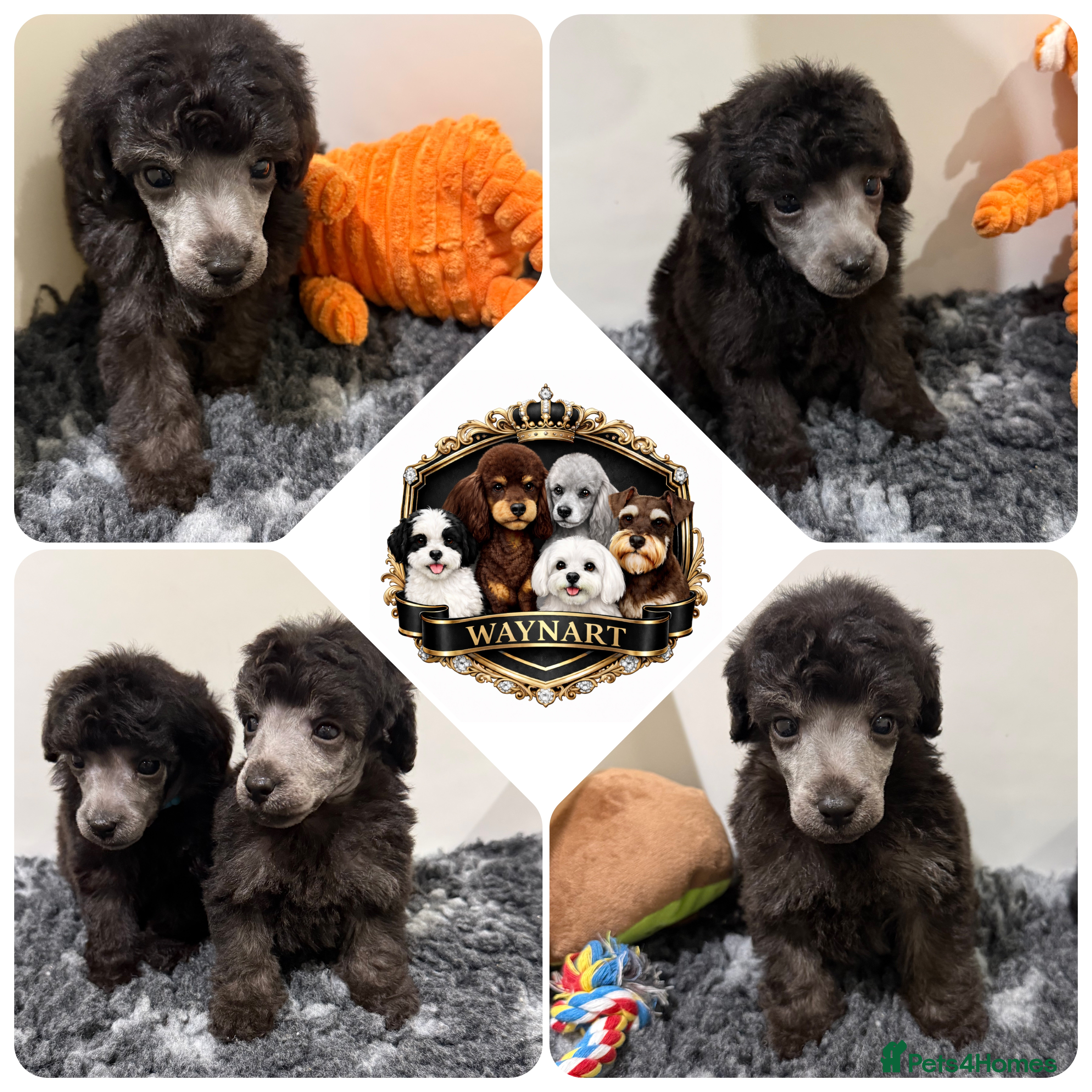Miniature Poodle dogs 💫 OUTSTANDING SILVER MINI POODLES 💫 LAST 2 BOYS - Advert 5