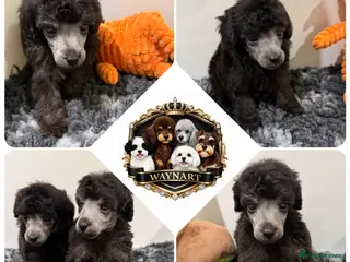Miniature Poodle dogs 💫 OUTSTANDING SILVER MINI POODLES 💫 LAST 2 BOYS - Advert 5
