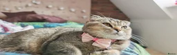 Scottish Fold cats for sale: Beautiful Scottish fold kittens READY NOW  - Advert 3