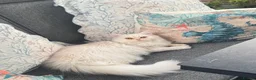 Persian cats for sale: Shaded Cameo Persian Kitten - Advert 7
