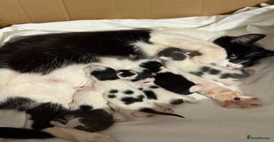 Mixed Breed cats - Advert 16