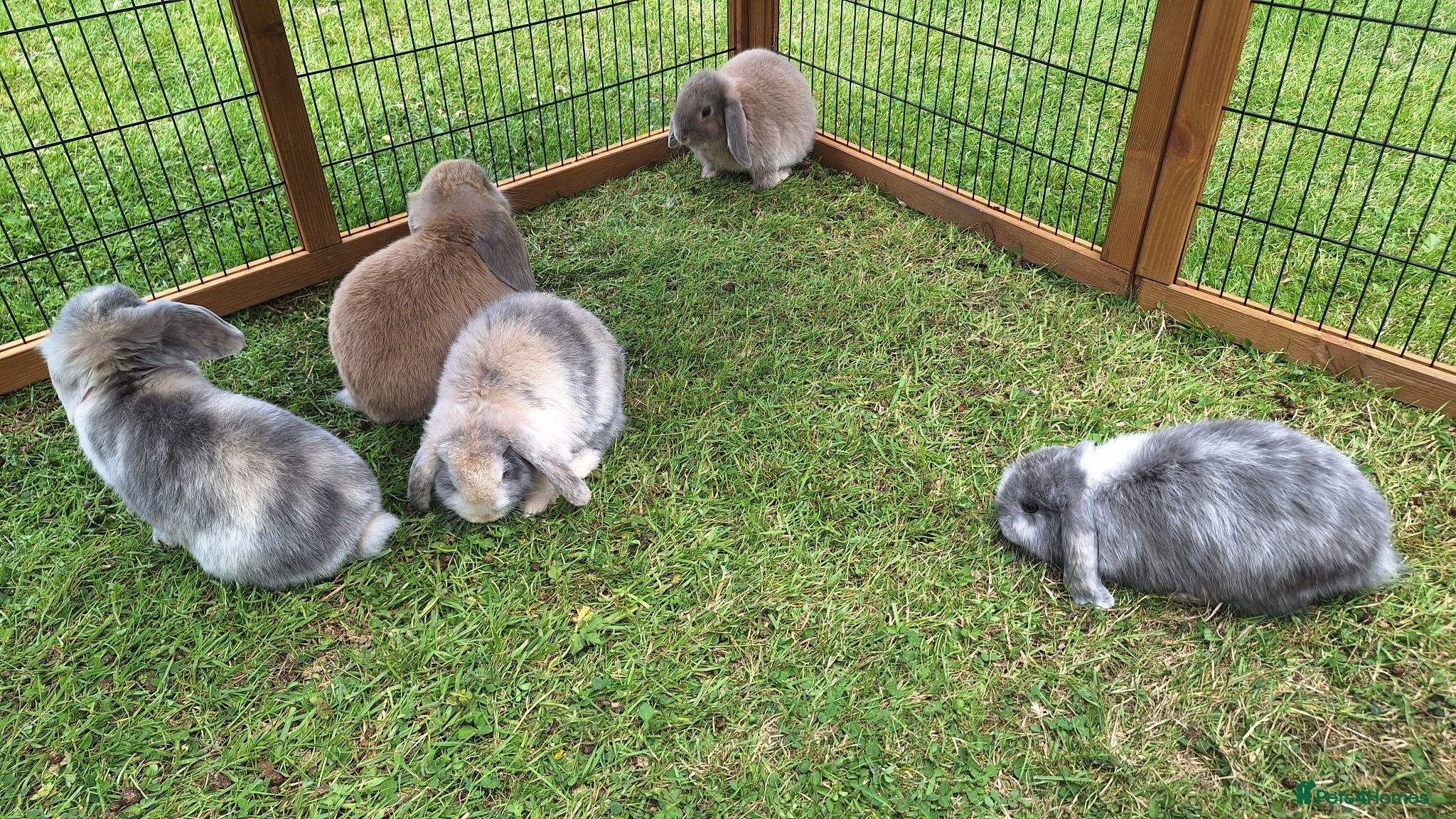 Mini Lop rabbits Beautiful mini lops - Advert 1