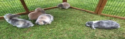 Mini Lop rabbits for sale: Beautiful mini lops in Batley - Advert 1