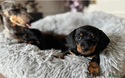 Miniature Dachshund dogs for sale: Miniature Dachshund Puppies - READY NOW !! - Image 5