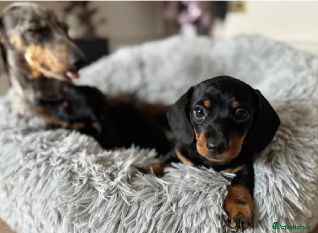 Miniature Dachshund dogs for sale: Miniature Dachshund Puppies - READY NOW !! - Image 5