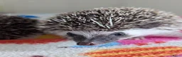 Pygmy Hedgehog rodents for sale: Beautiful Baby Hoglets Ready Now/Reserve  - Advert 4