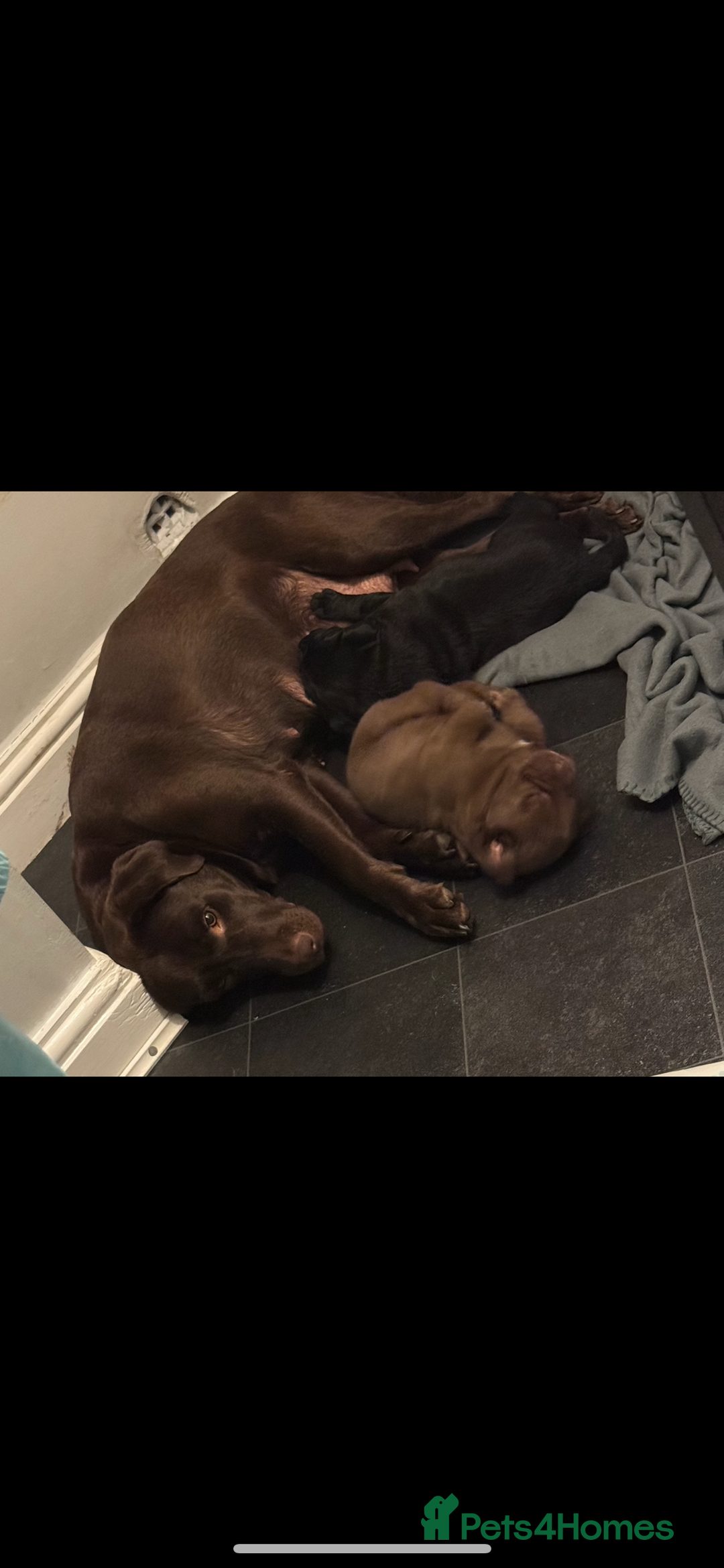 Labrador Retriever dogs for sale: 2 chunky male labs  - Advert 5