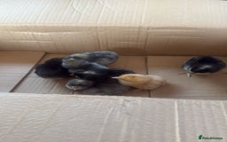 Chickens poultry for sale: Prairie bluebell chicks - Image 2