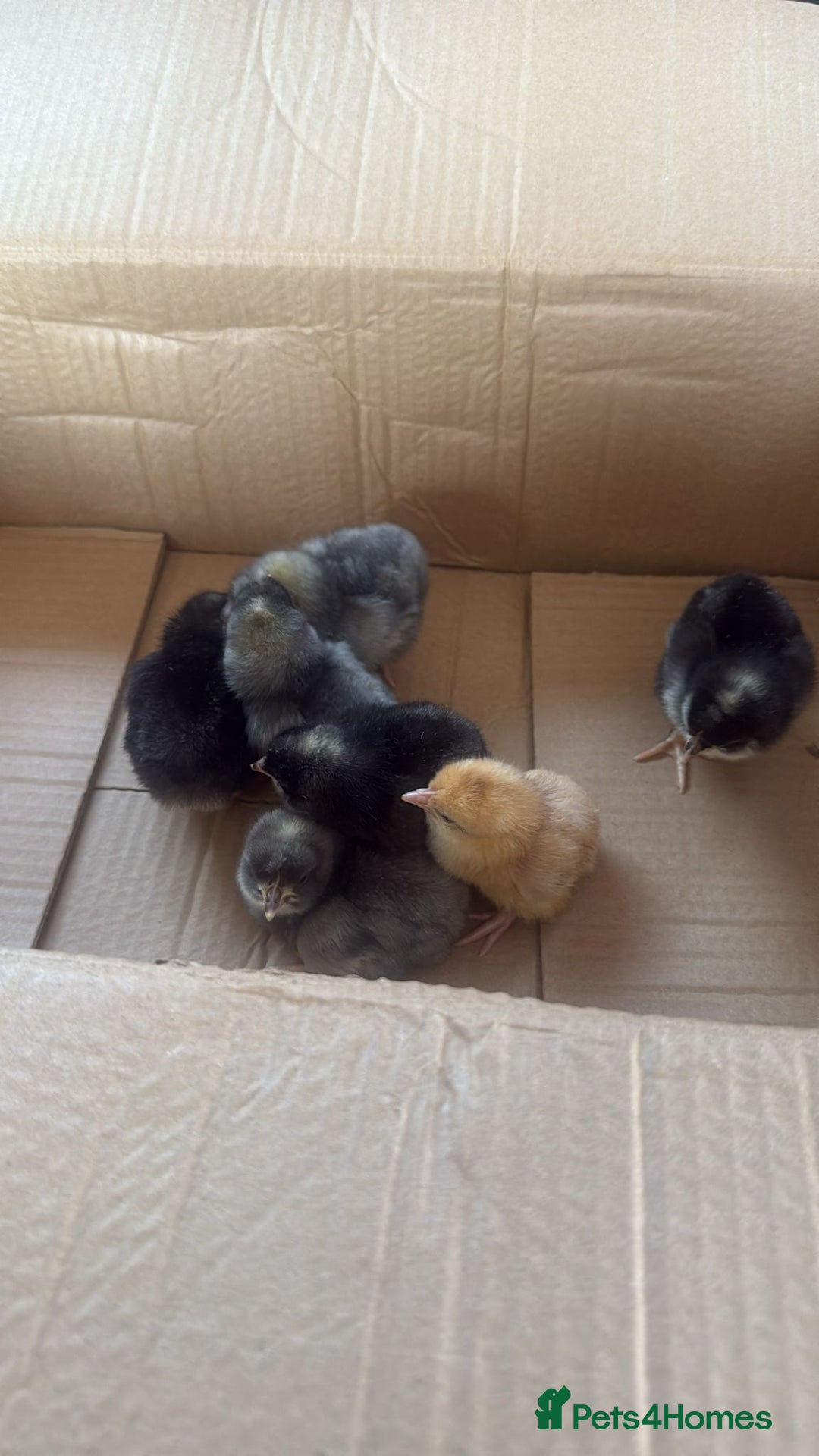 Chickens poultry for sale: Prairie bluebell chicks - Image 2