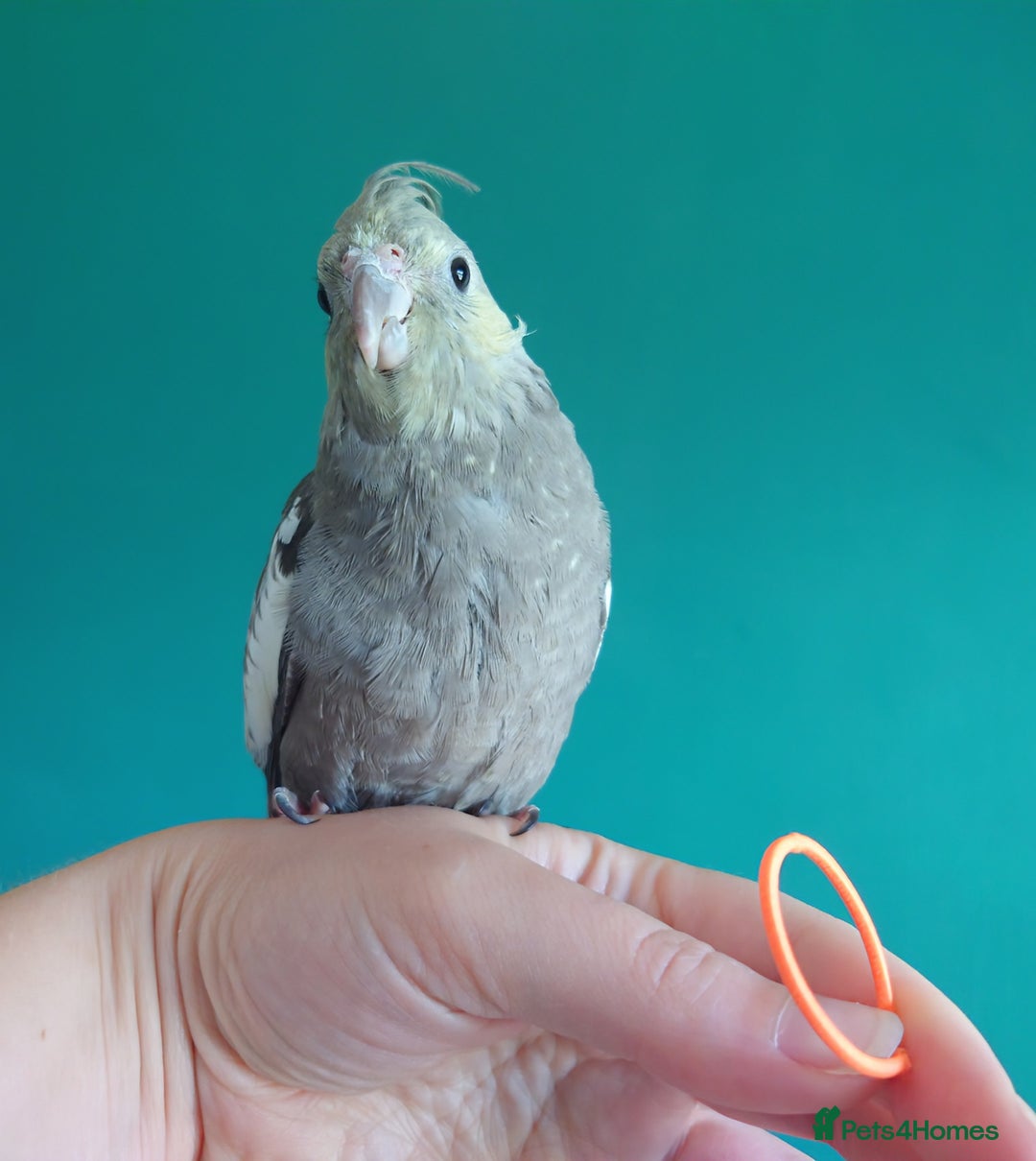 Cockatiels birds for sale: Hand reared semi tame DNA sexed baby cockatiel  in Worthing - Image 26
