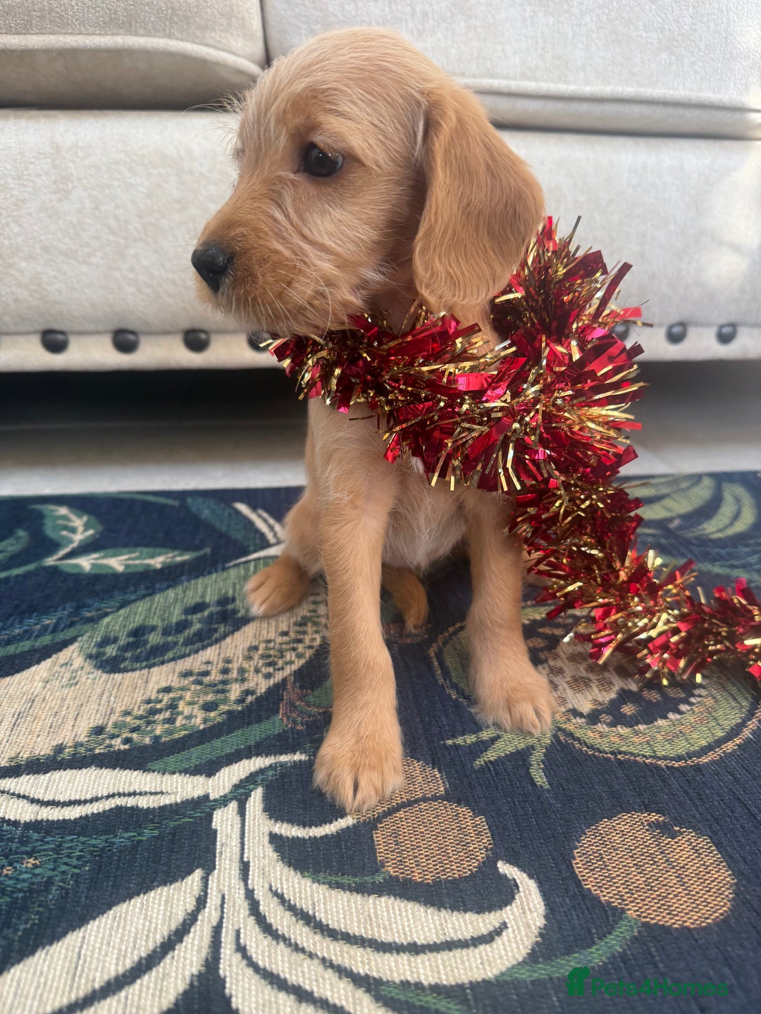 Labradoodle dogs for sale: Unique Stunning miniature doodles - Advert 5