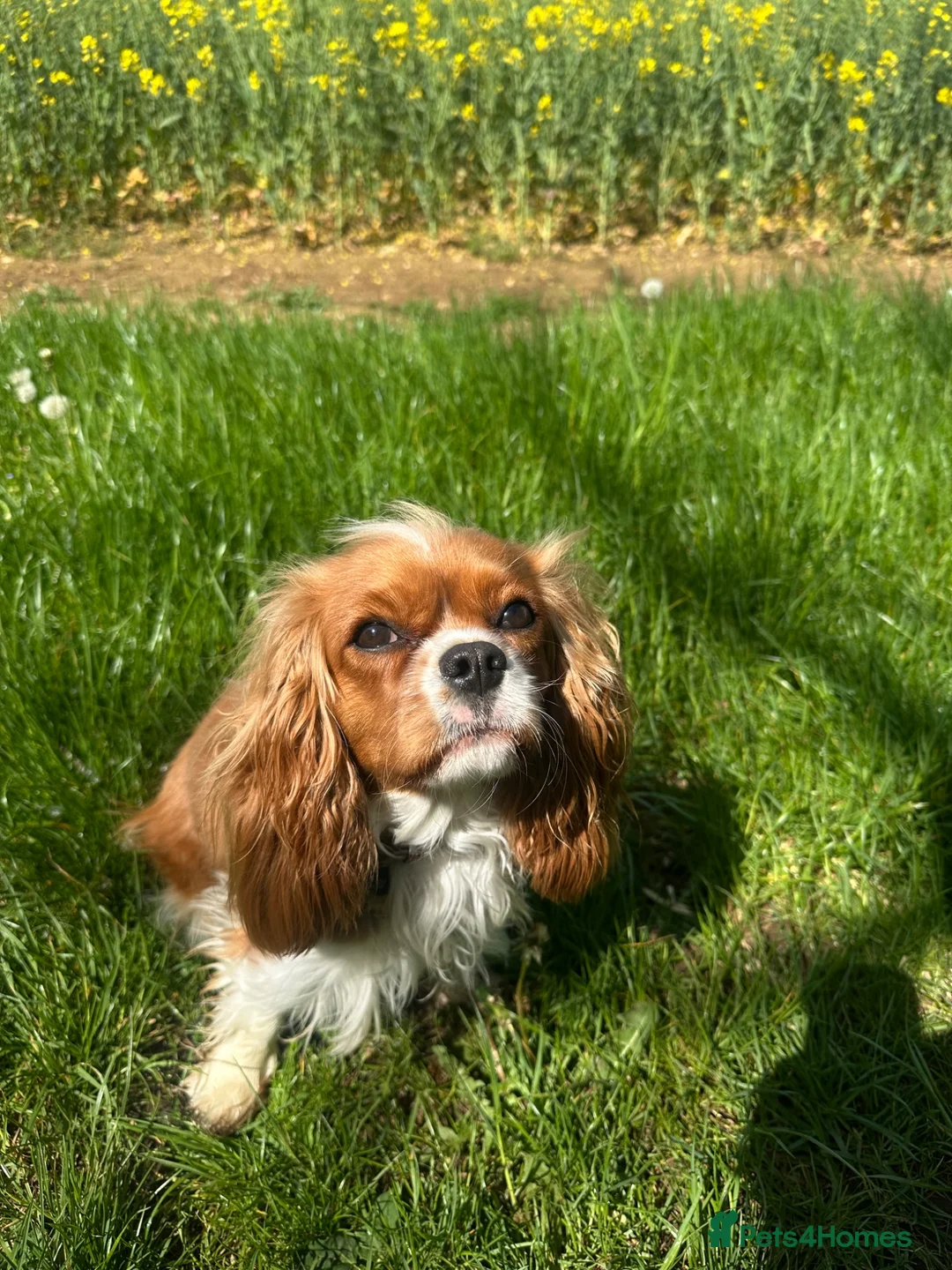 Cavalier King Charles Spaniel dogs for sale: Cavalier King Charles Spaniel 17 months old bitch in Bicester - Advert 2