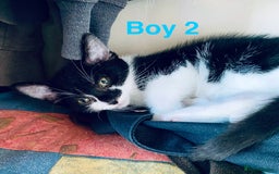 Domestic Shorthair cats for sale: Cute kittens for sale - Image 5