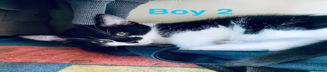 Domestic Shorthair Kitten 2