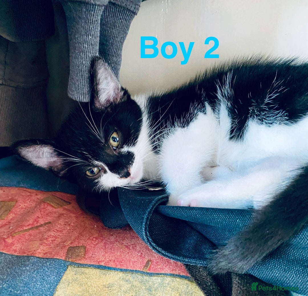 Domestic Shorthair cats for sale: Cute kittens for sale - Image 5