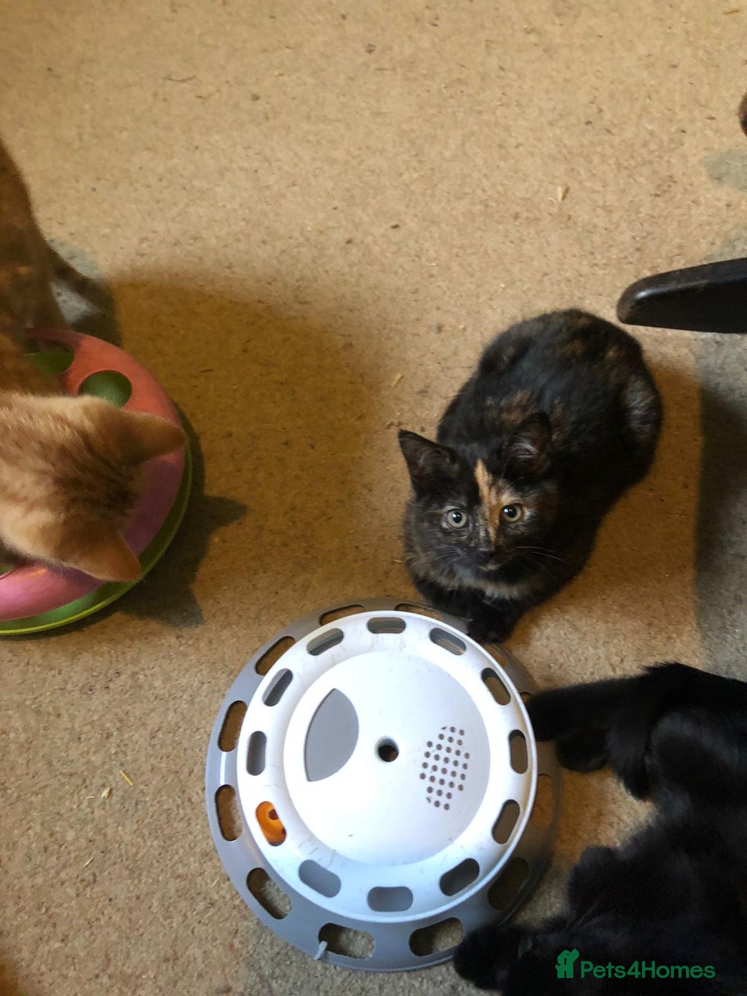 Mixed Breed cats for sale: 3 beautiful kittens looking for loving homes - Advert 7