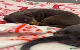 Doxiepoo dogs for sale: Stunning doxiepoos ready November 3rd - Image 2