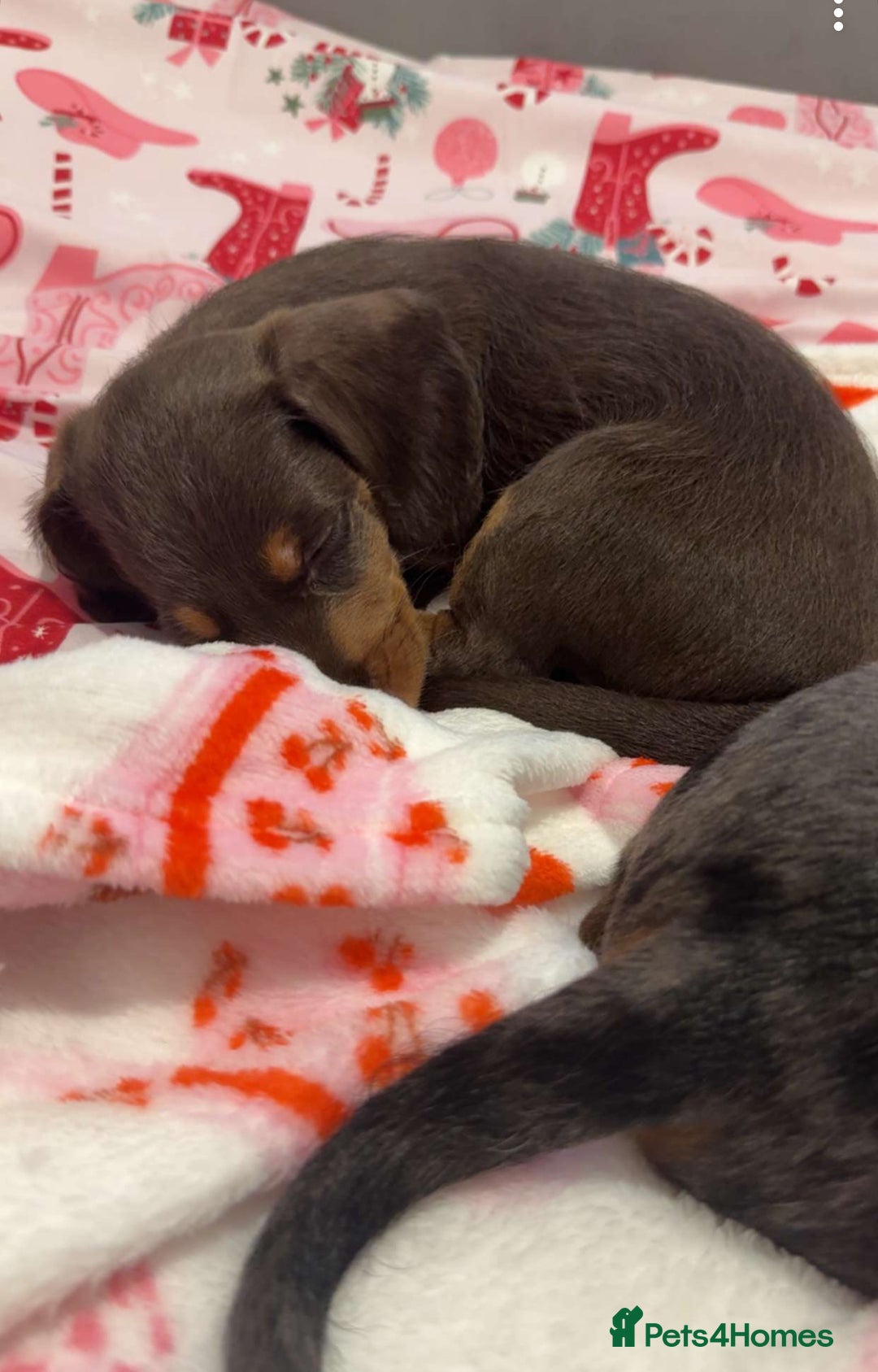 Doxiepoo dogs for sale: Stunning doxiepoos ready November 3rd - Image 2