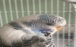 Budgerigars birds for sale: Snowy. Female Budgie. With cage. 5 years old.  - Image 4