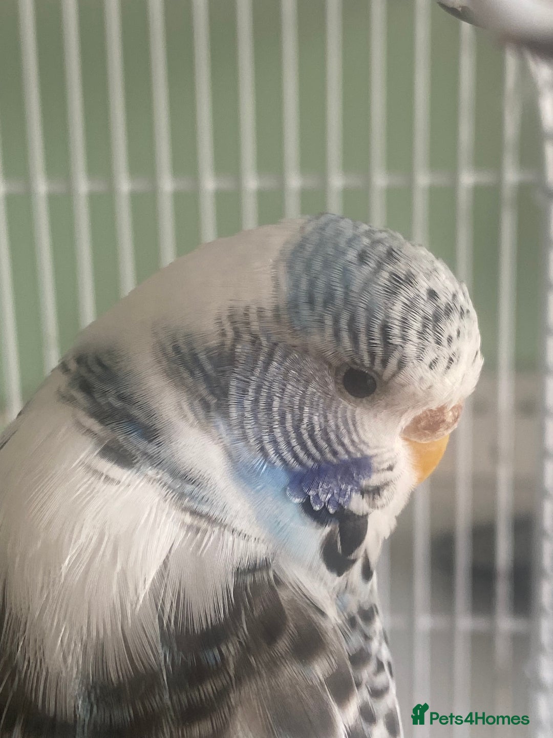 Budgerigars birds for sale: Snowy. Female Budgie. With cage. 5 years old.  - Image 4