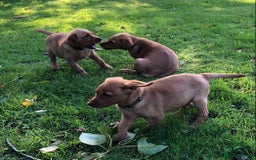 Goldador dogs for sale: Chunky red Goldadors, ready now  - Image 8