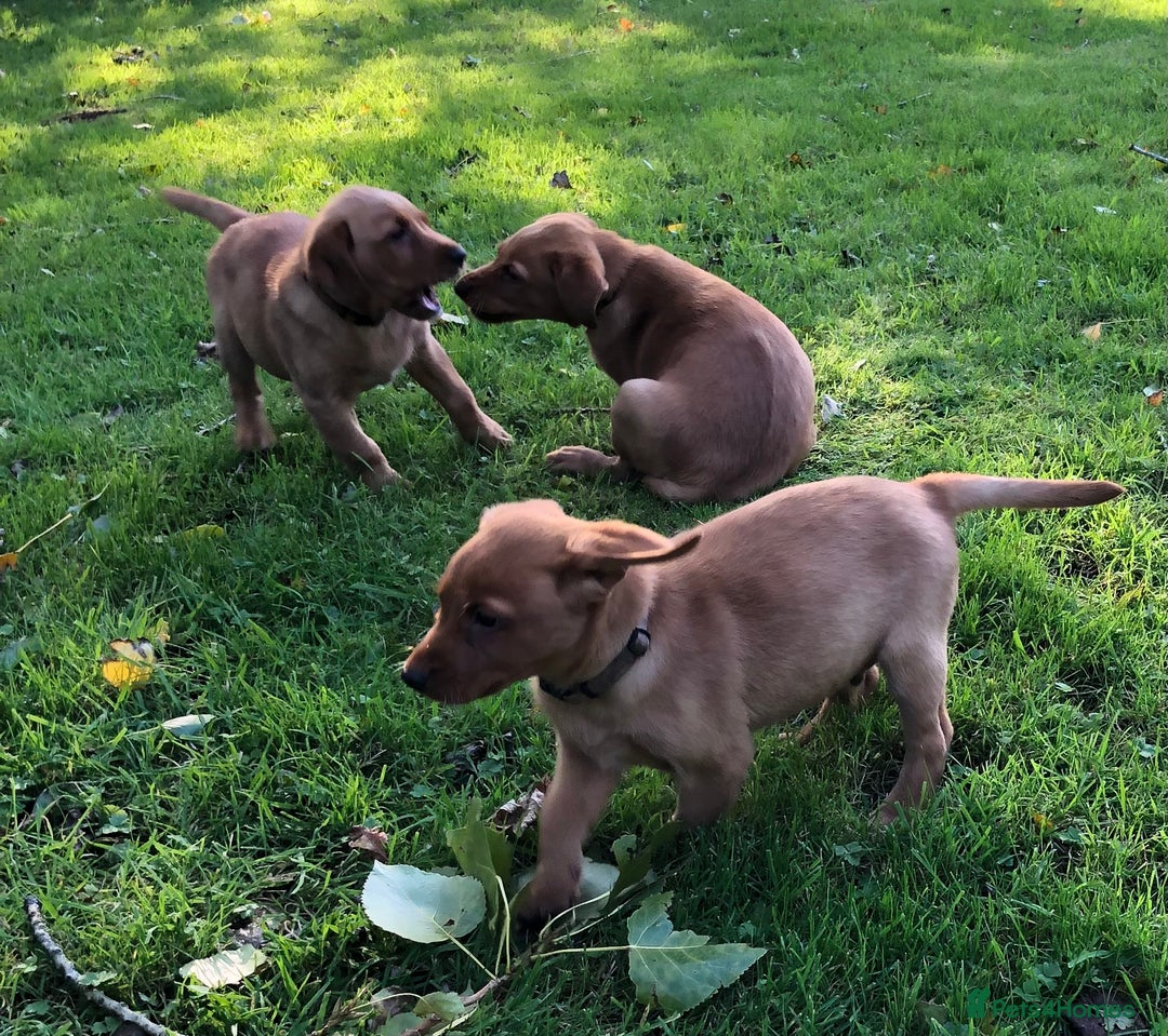 Goldador dogs for sale: Chunky red Goldadors, ready now  - Image 8