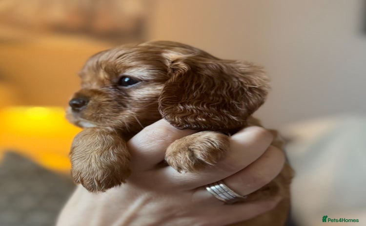 Cavalier King Charles Spaniel dogs - Advert 1