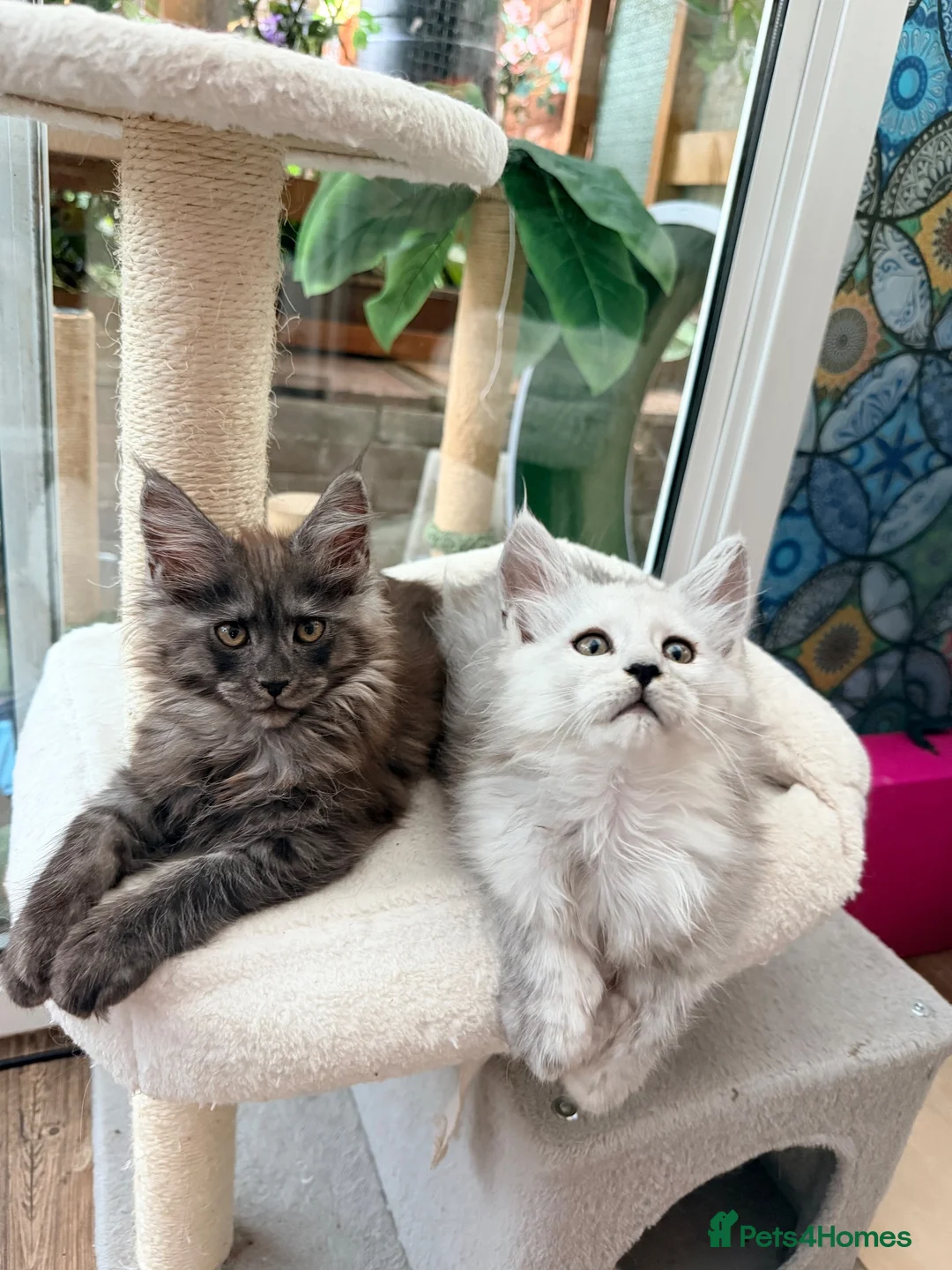 Maine Coon cats for sale: One beautiful black smoked Maine coons ready soon - Advert 1