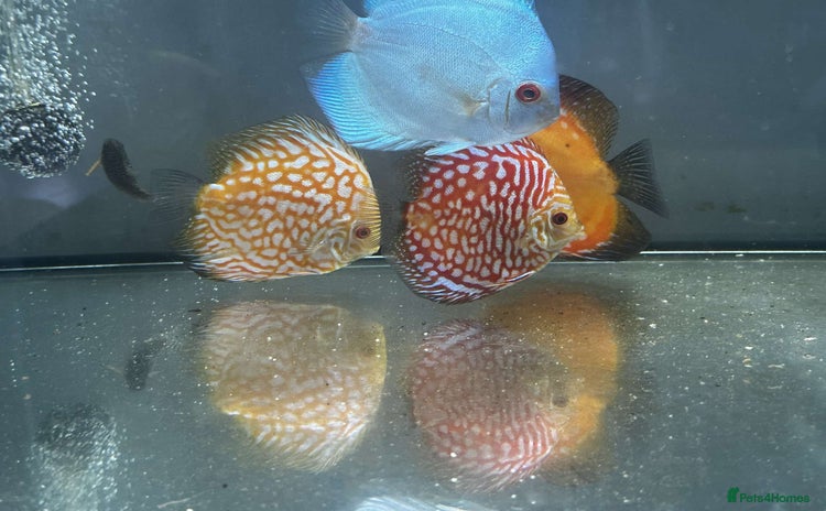 Discus fish - Advert 3