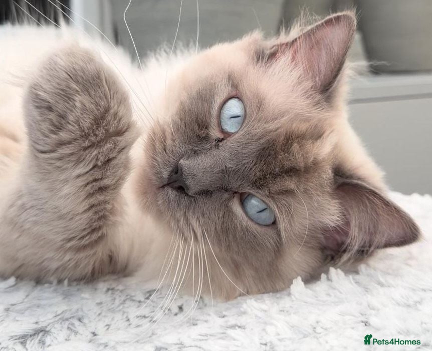 Ragdoll cats Cosmo - Advert 5