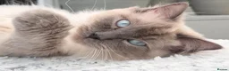 Ragdoll cats for sale: Cosmo - Advert 1