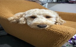 Cockapoo dogs for sale: 2 year old Cockapoo  - Image 5