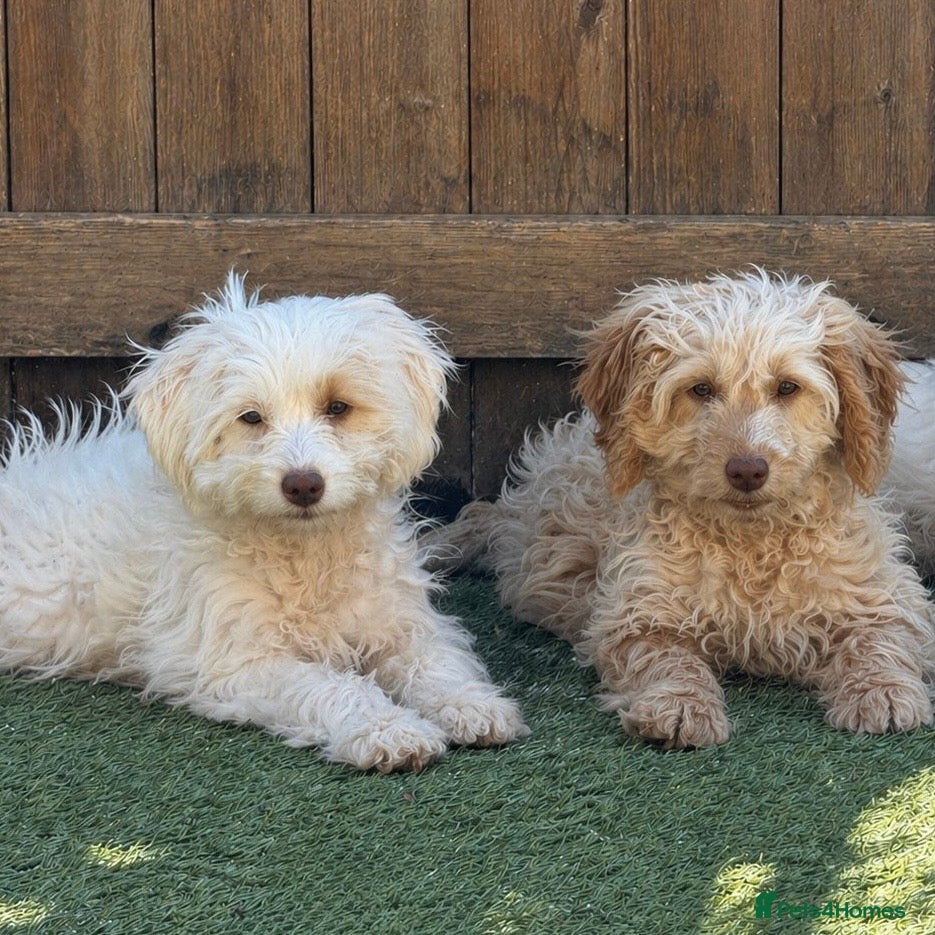 Cockapoo dogs Healthy & Happy Cockapoos ✨ - Advert 1