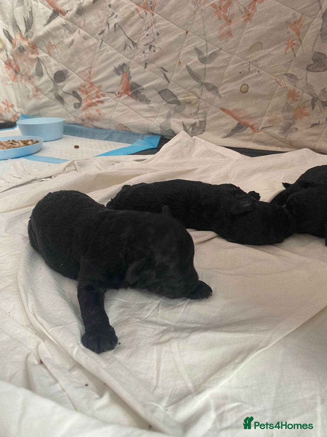 Toy Poodle dogs for sale: Toy poodles - Image 3