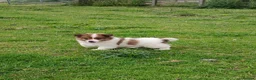 Jack Russell dogs for sale: 4 left jack Russel puppies 5 girls 1 boy £550  - Advert 14
