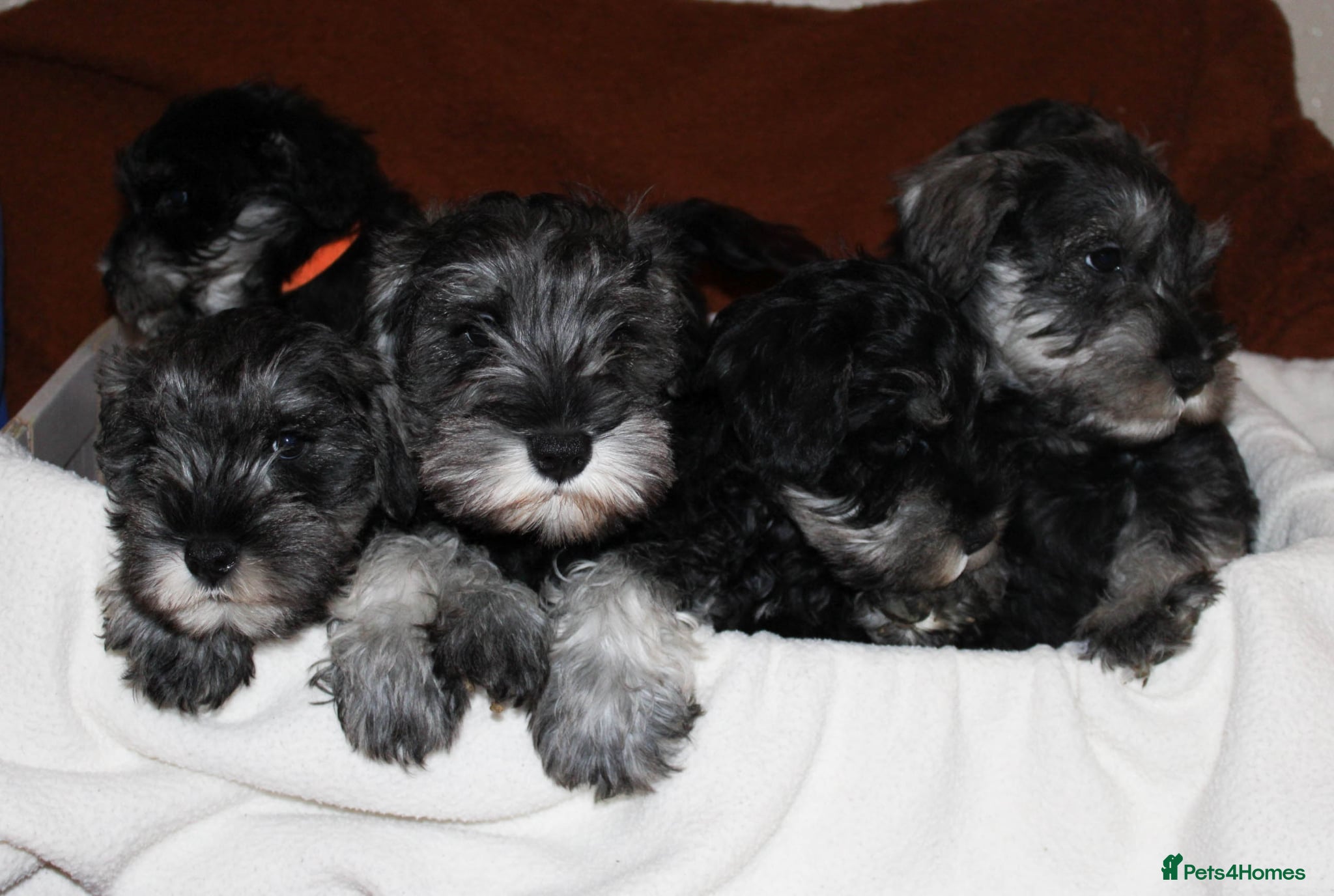 Miniature Schnauzer dogs Charming Mini Schnauzers with KC registration - Advert 3
