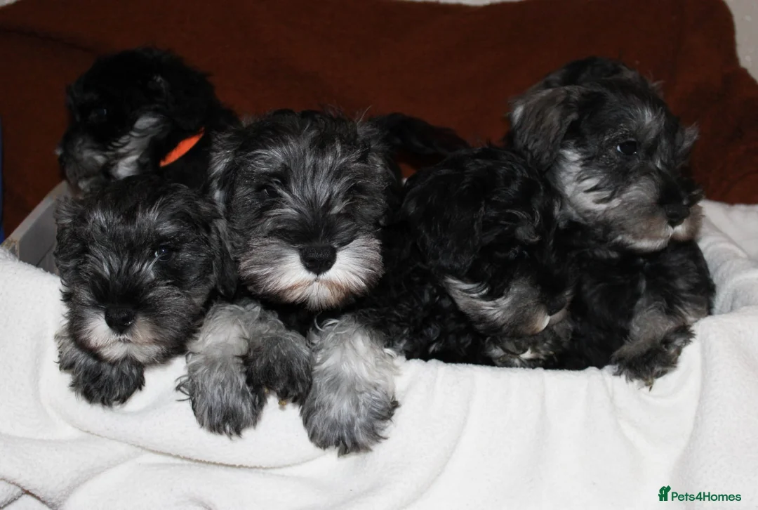Miniature Schnauzer dogs for sale: Charming Mini Schnauzers with KC registration - Advert 19