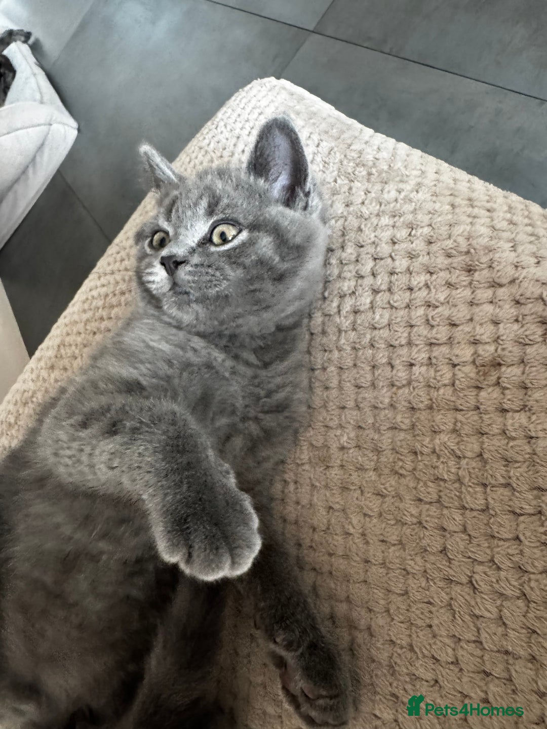 British Shorthair cats for sale: BeautifulScottish folds Ready now! Quality kittens - Image 34