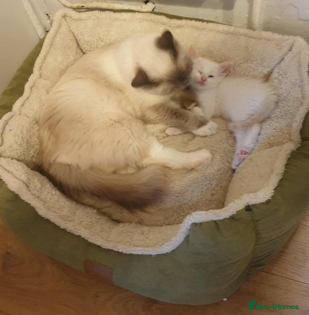 Ragdoll cats for sale: Ragdoll kittens  - Image 2