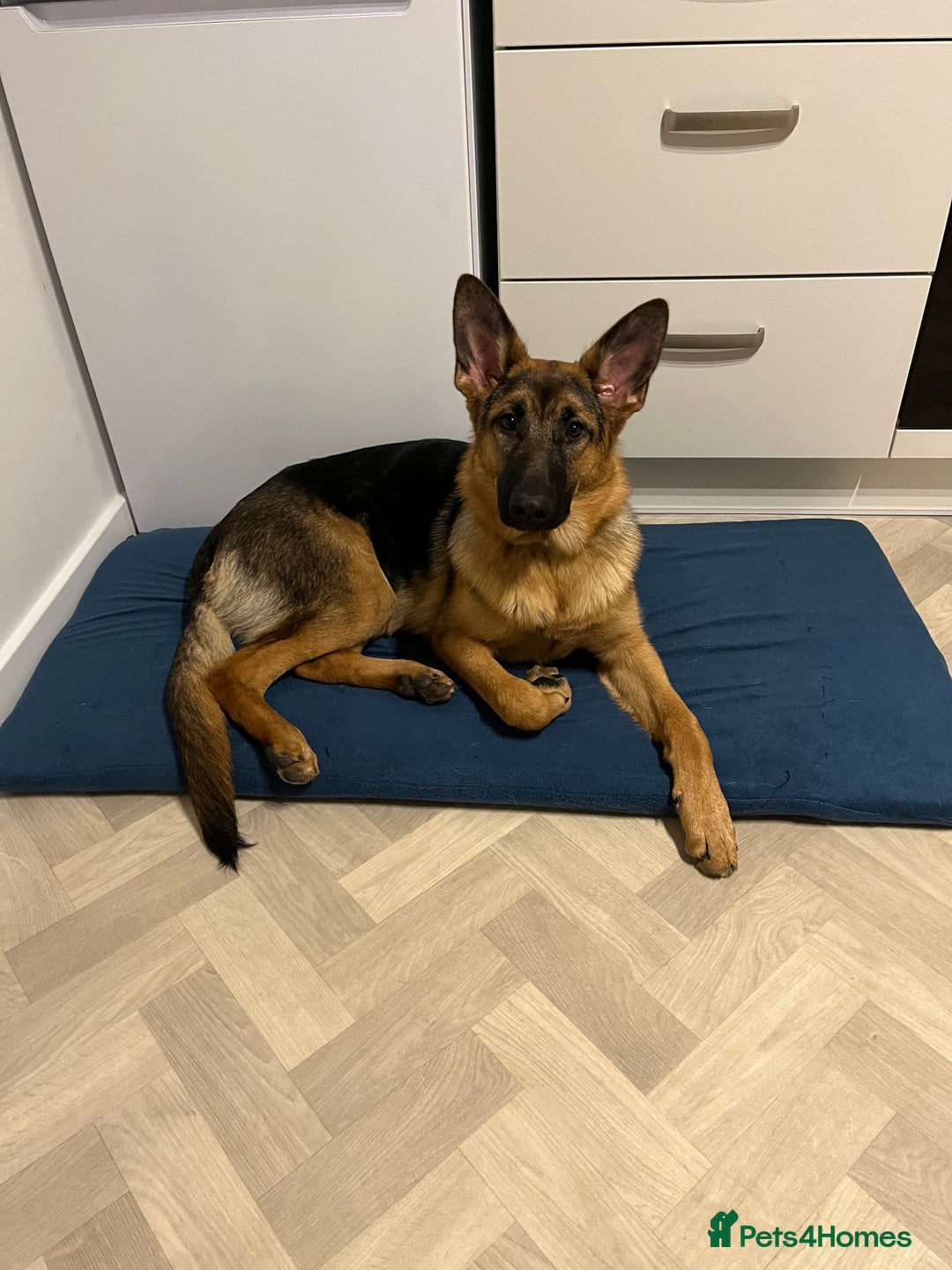 German Shepherd dogs for sale: The most beautiful even tempered short coat  - Advert 2
