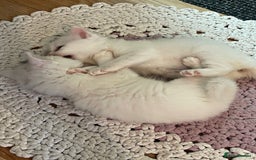 Turkish Angora cats for sale: Turkish angora white kitten  - Image 5